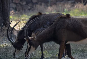  Giant sable antelope in South Africa © shams Faraz Amir