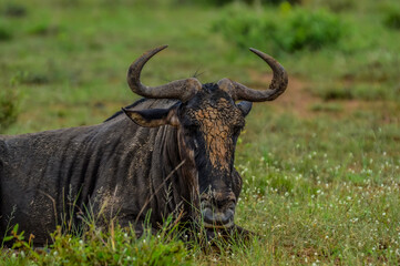 Fototapeta na wymiar Blue wildebeest, Connochaetes taurinus sitting and relaxing in South Africa game reserve
