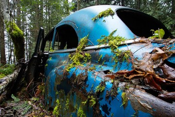 Old rusted car overgrown with fern leaves in a forest
