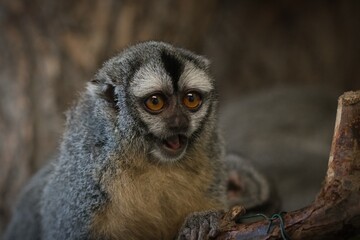 bolivian night monkey