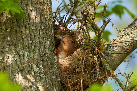 Squirrel (Sciurus, Eichhörnchen) in his nest on the tree. An animal in the spring in its shelter.