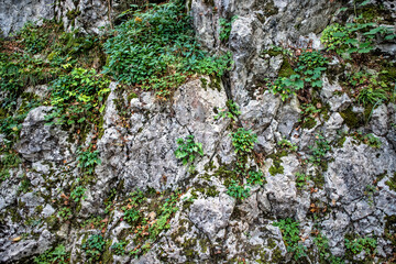 Texture wall made of big grey stones covered with moss and grass.