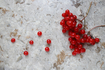 a branch of a red healthy medicinal ripe viburnum berry lies on a stone kitchen cutting board and several berries lie nearby. for labels of splash screens of traditional medical recipes