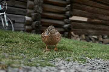 Duck in the grass on Kizhi island