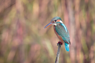 The common kingfisher (Alcedo atthis), also known as the Eurasian kingfisher and river kingfisher.