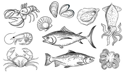 Set of seafood delicacy vector illustration on white background