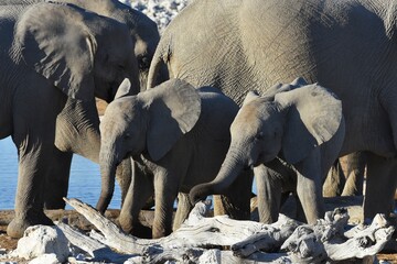 Fototapeta premium Afrikansche Elefanten am Wasserloch Olifantsrus im Etosha Nationalpark in Namibia. 