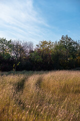 Fototapeta premium tree in the field