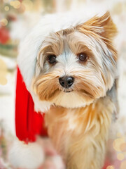 Puppy (yorkshire terrier) in Santa hat at Christmas. Small dog with cute expression. Happy New Year, Christmas, yorkshire terrier concept. Selective focus.