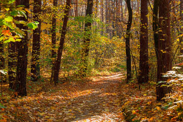 Beautiful autumn park. Forest in Autumn.