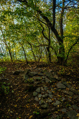autumn in the forest