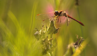 libellule octobre rose © Image'In Photo