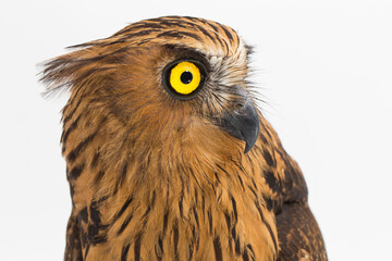 The buffy fish owl or Malay fish owl bird (Ketupa ketupu)  isolated on white background