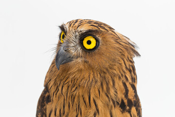The buffy fish owl or Malay fish owl bird (Ketupa ketupu)  isolated on white background