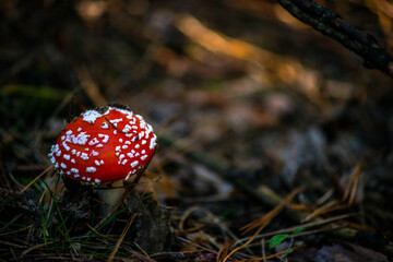 fly agaric mushroom