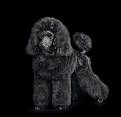 Cute puppy of black poodle