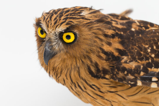 The buffy fish owl or Malay fish owl bird (Ketupa ketupu)  isolated on white background