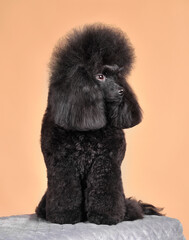 Funny fluffy black poodle
