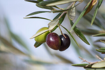 Aceitunas madurando en otoño