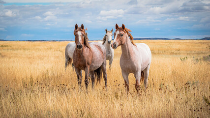 Obraz premium Horses in the field
