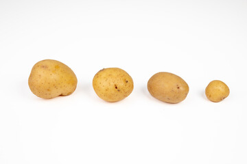 Different sizes of potatos isolated on white background