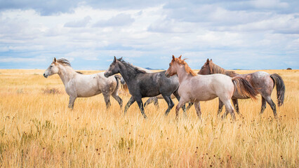 Naklejka na ściany i meble Horses in the field