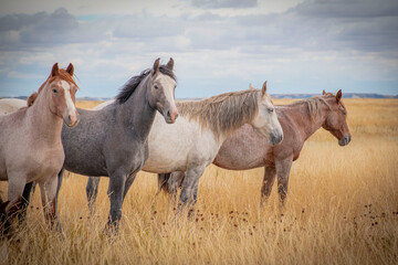 Fototapeta na wymiar Horses in the field