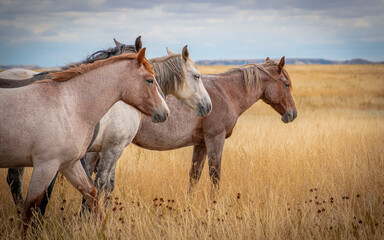 Horses in the field