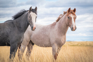 Horses in the field