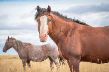 Obraz premium Horses in the field