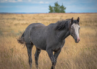 Horses in the field