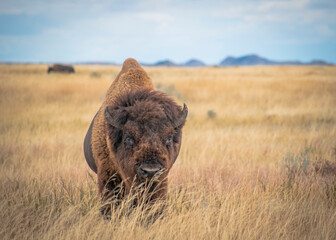 Bison in the field