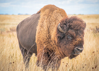 Bison in the field