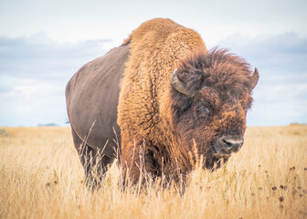 Bison in the field