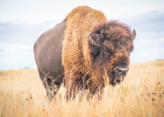 Bison in the field