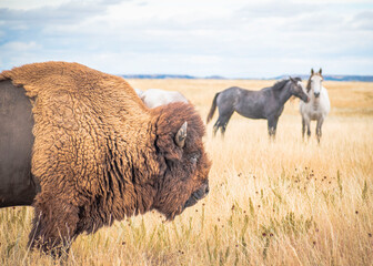 Bison in the field