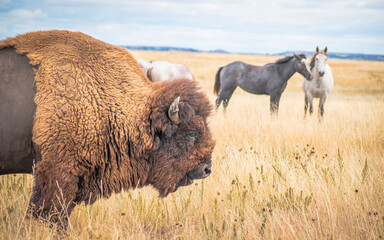 Bison in the field