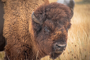 Bison in the field