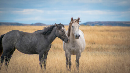 Obraz na płótnie Canvas Horses in the field