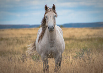 Horses in the field