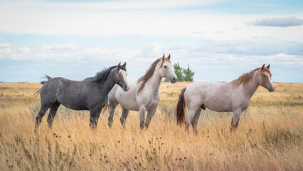 Horses in the field