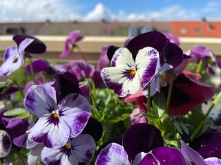 flowers in the garden