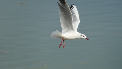 Fototapeta na wymiar seagull in flight martı 