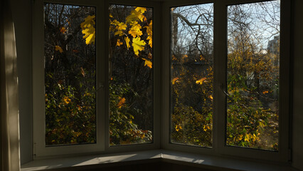 View from the window on the autumn trees.
