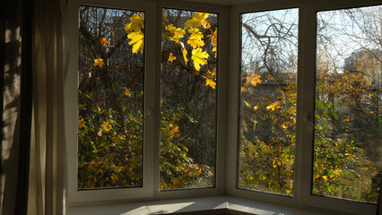 View from the window on the autumn trees.