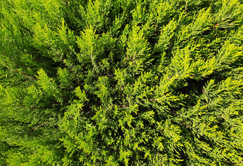 Thuja, decorative tree branches of shrub close-up, background of plant..