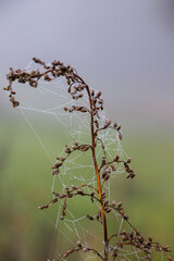 Wet cobwebs on dry field grass. Wet cobwebs on a foggy autumn day.