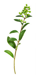 Fototapeta na wymiar Twig of ligustrum with green leaves and unripe berries isolated