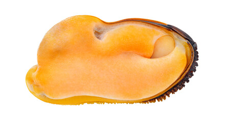 Mussel meat cooked boiled isolated on white background with clipping path, element of packaging design. Full depth of field..