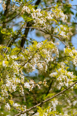 Robinia Tree In Flower